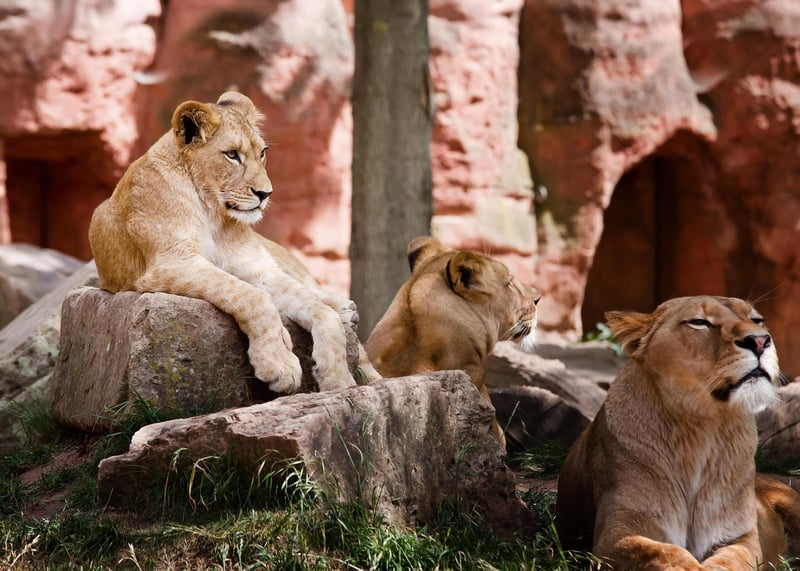 Lion Safari in Africa