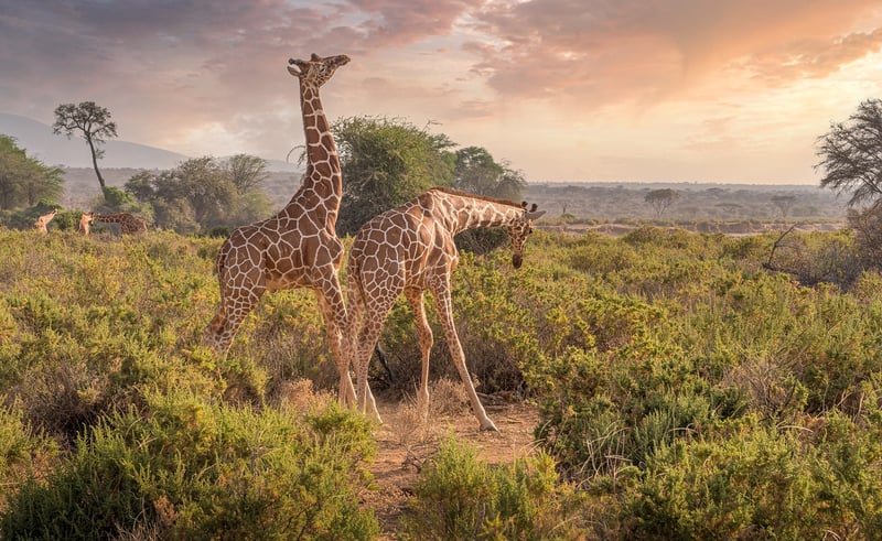 Safari Landscape in Africa